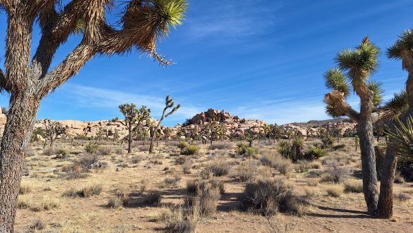 Joshua Tree National Park- rondreis door West-Amerika in de winter