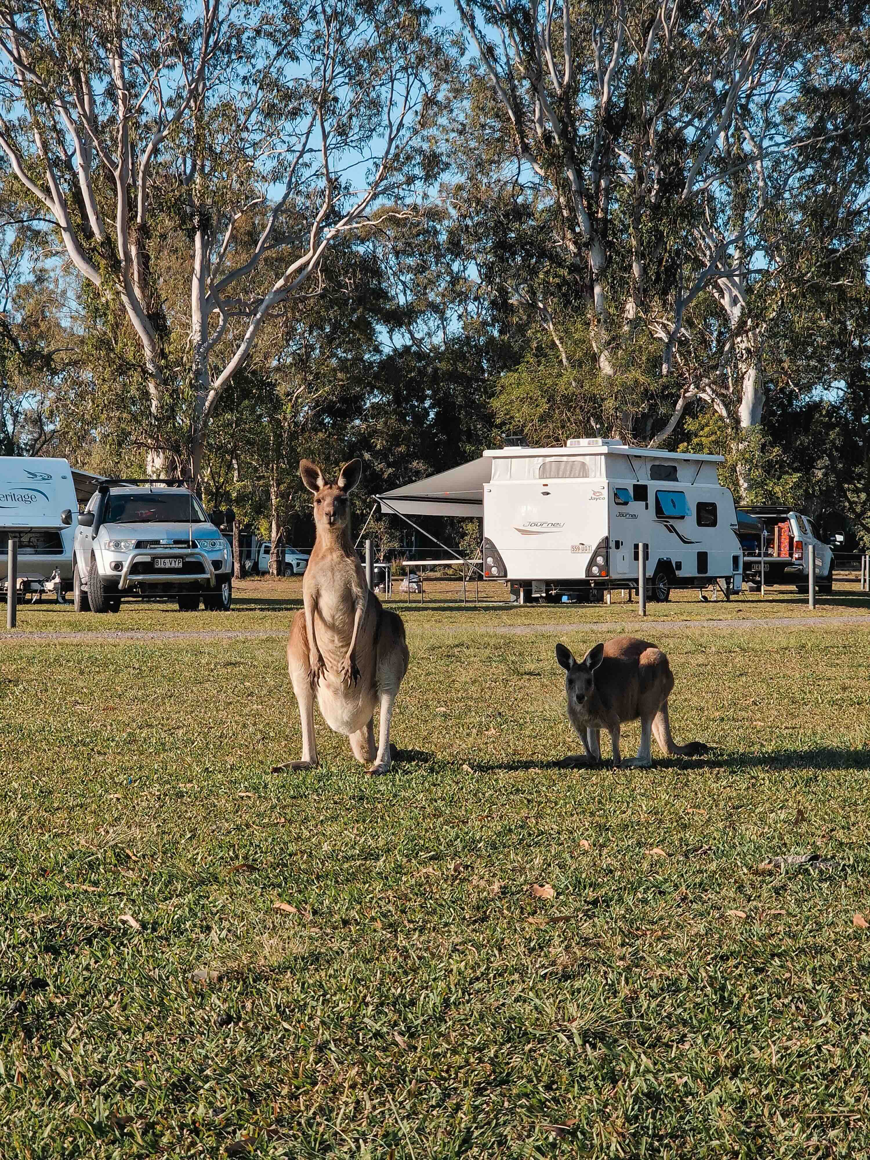 Campings met kangoeroes in Australië