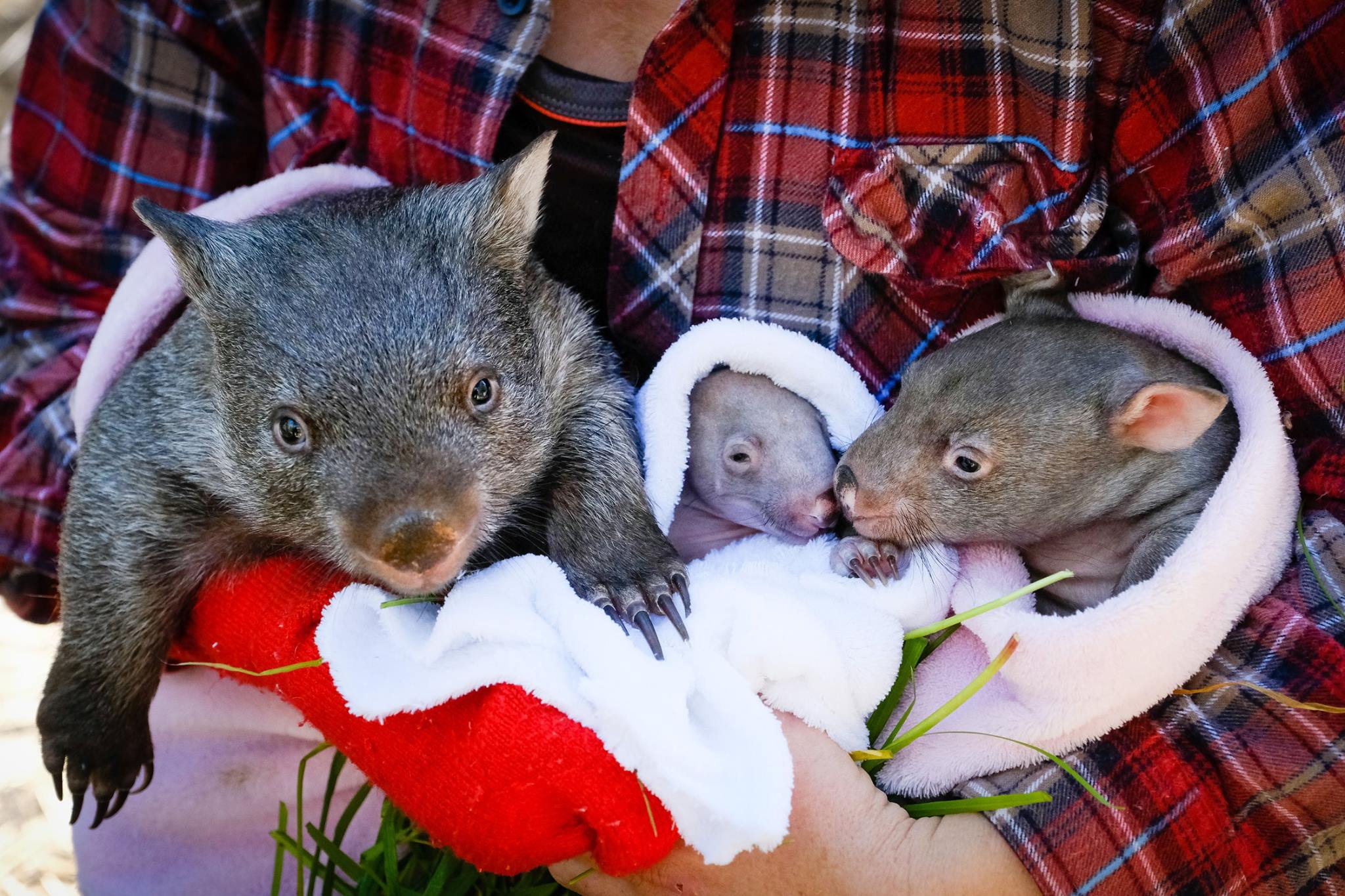 wombats bij vrijwilliger
