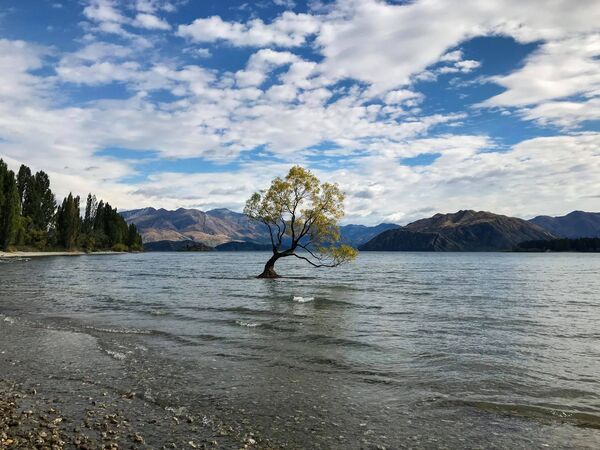 Boom in meer van Wanaka Nieuw Zeeland