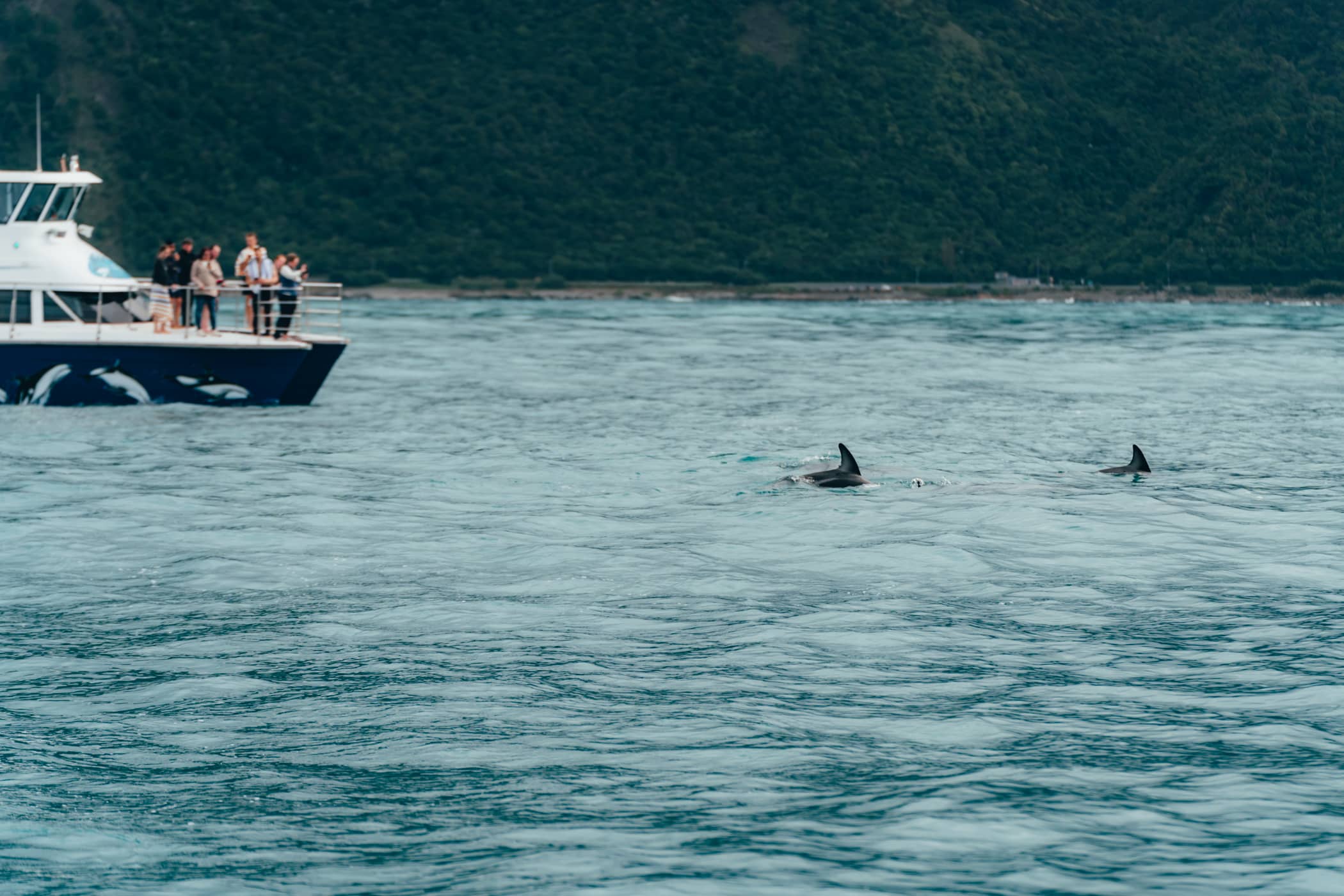 Kaikoura dolfijnen kijken