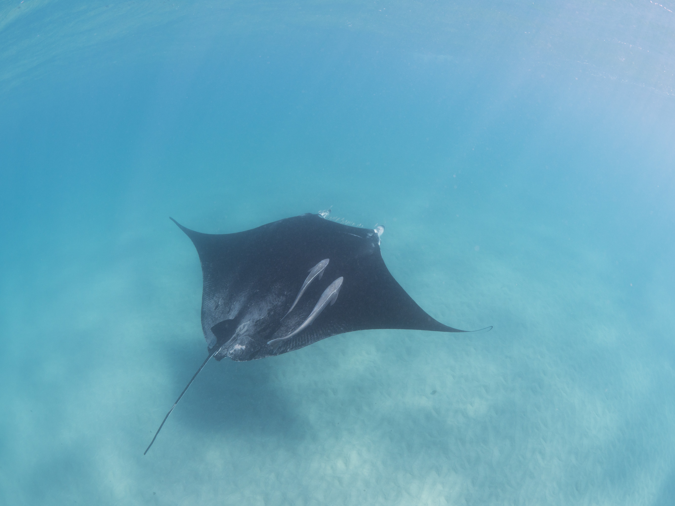 Mantarog Fiji FAQ