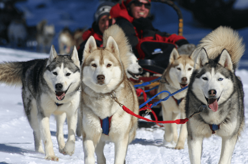 Kanada Hundeschlitten Huski's Schnee Winter