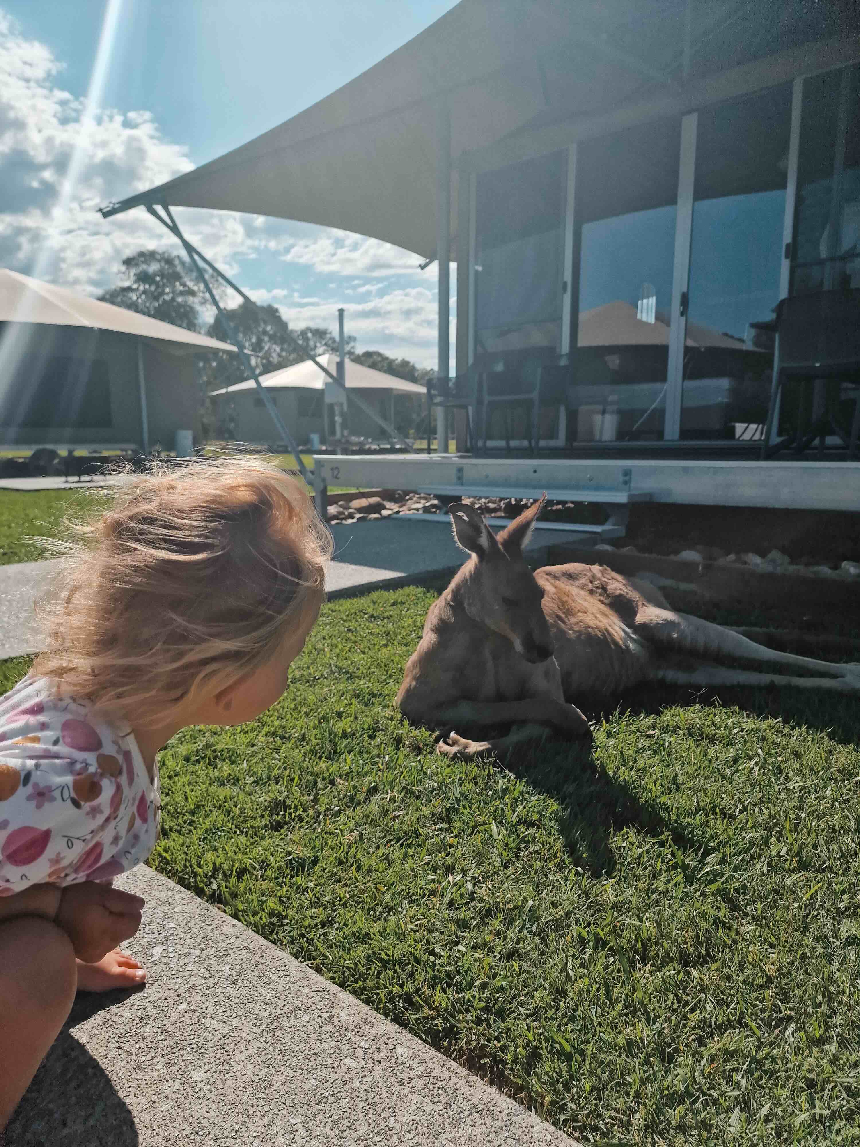 Campings voor kinderen waar kangoeroes los lopen in Australie