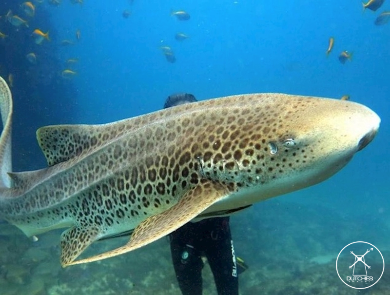Grote haai tijdens duiken in Australie