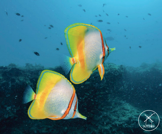 Yellowfish op het Ningaloo Reef