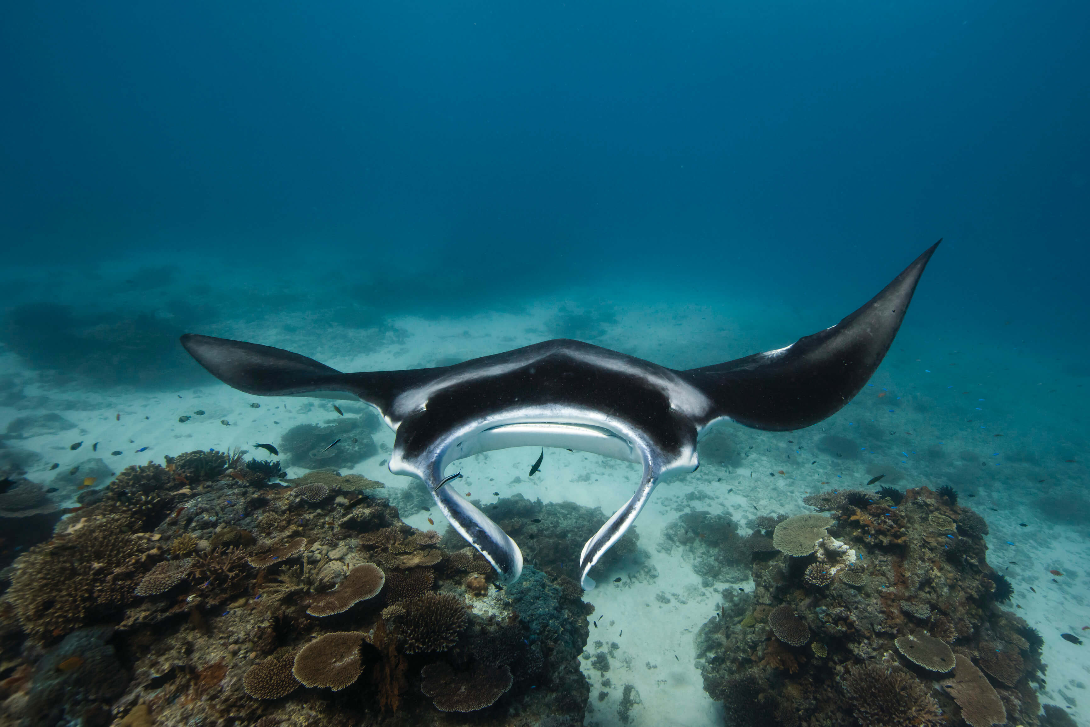 When is the best time to swim with manta rays in Western Australia