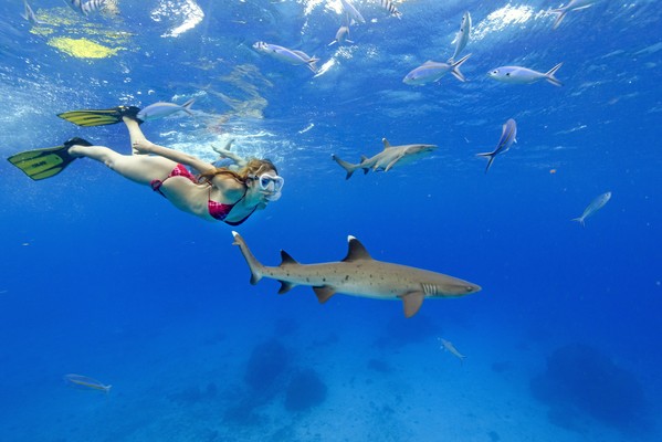 Snorkelen met haaien op Fiji