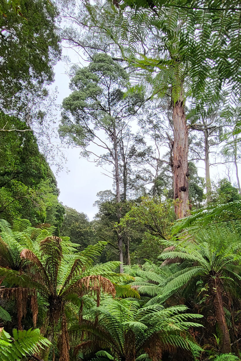 Maits Rainforest Walk 