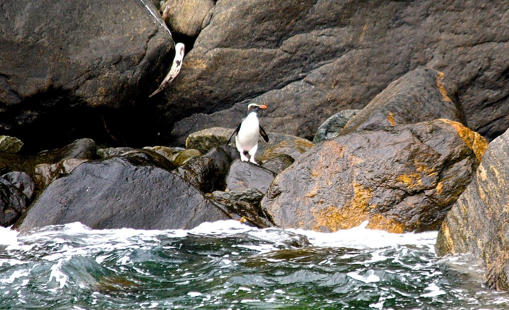 pinguin op rots milford sound nieuw zeeland dutchies travel