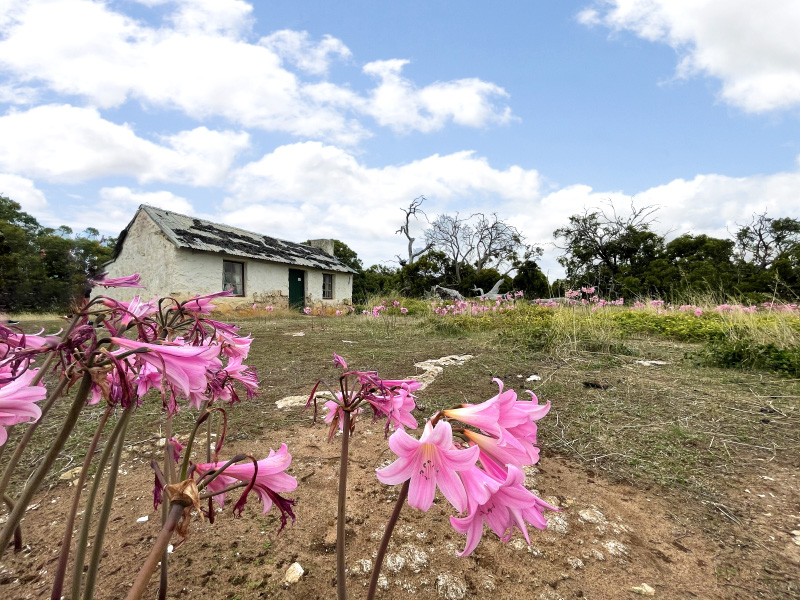 Mikkara station house with pink flowers