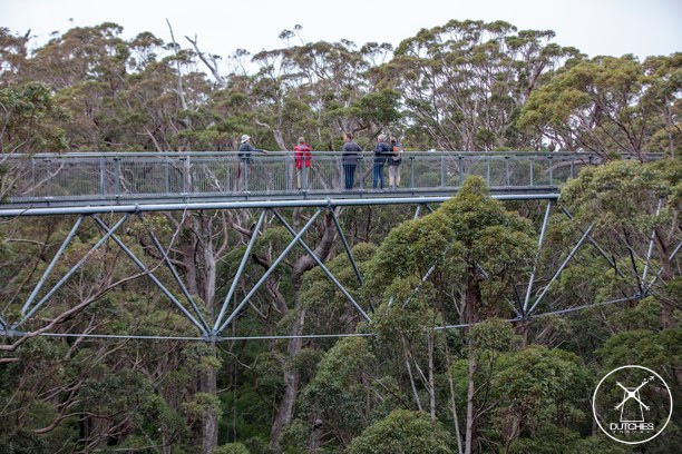 Lopen tussen de bomen treetop walk