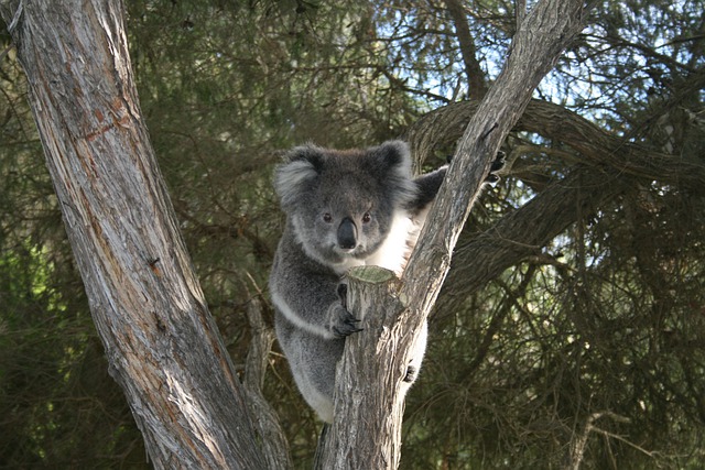 Koala'S In Australië – Hier Vind Je Ze!