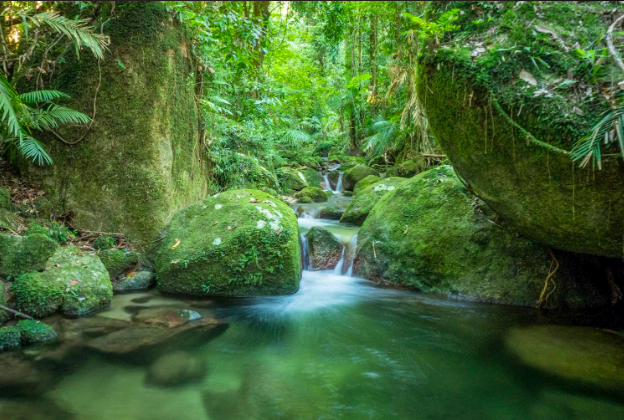 Daintree National Park