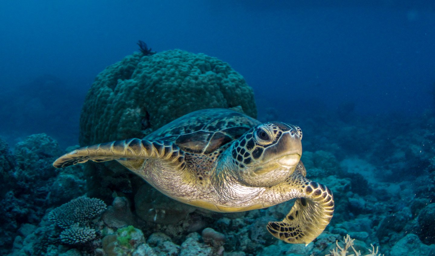 Schildpad tijdens duik op het Great Barrier Reef