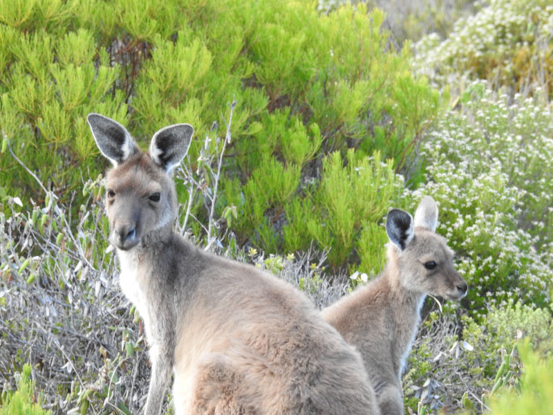 Kangaroos Port Lincoln National Park
