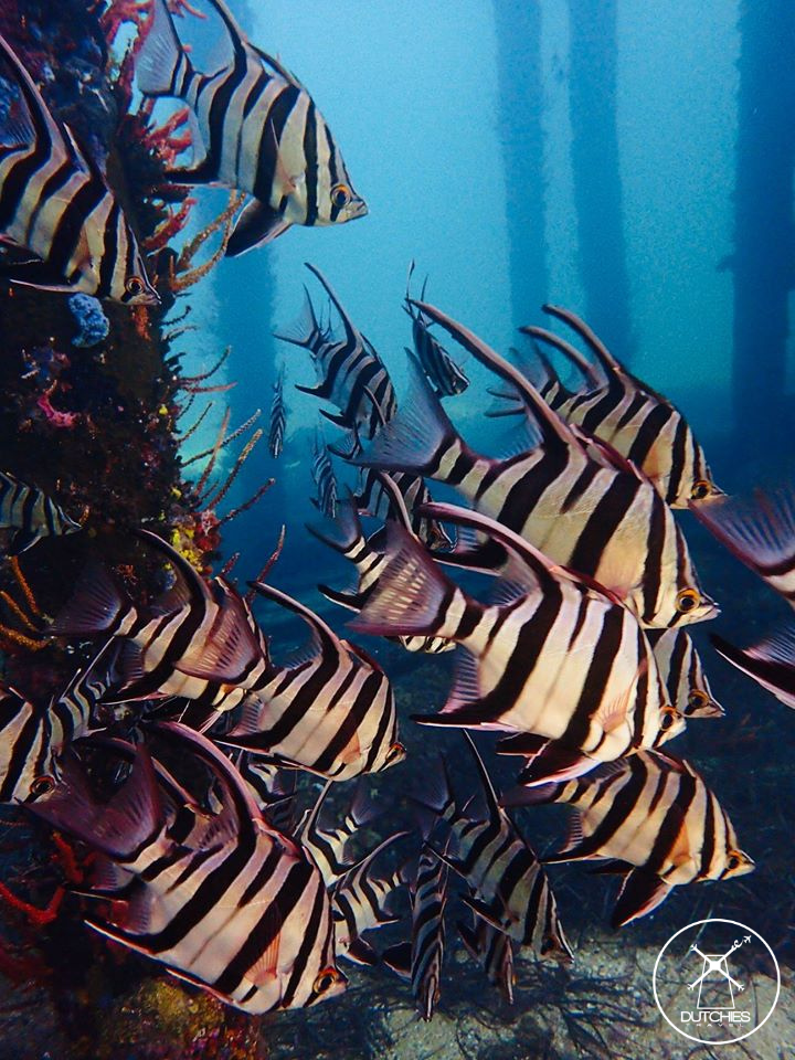 Vissen bij de Busselton Jetty tijdens duiken in Australie