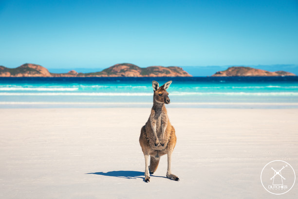 Kangoeroe op wit strand lucky bay