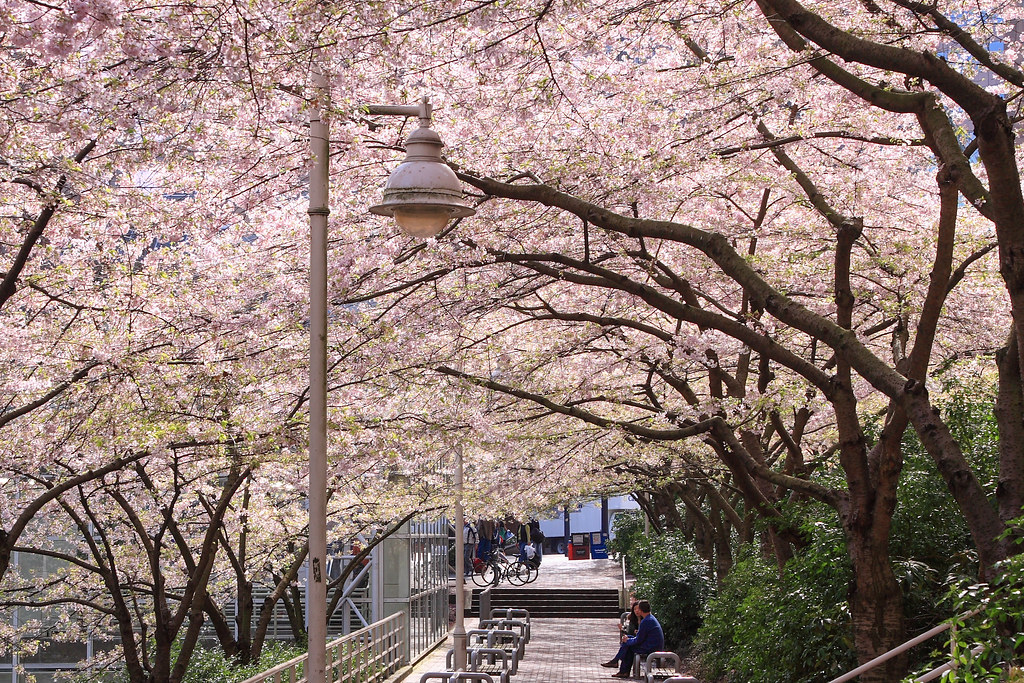 Bloesem in Vancouver 